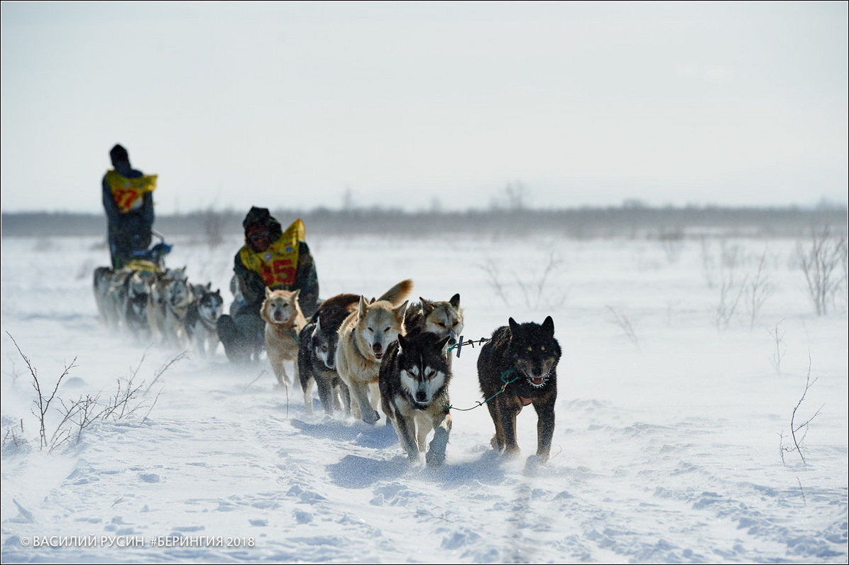 The 2018 Beringia dog sled race